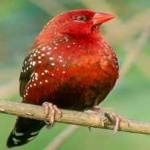 image of bird
