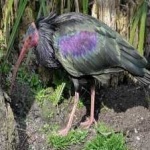 image of northern_bald_ibis #27