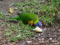 image of lorikeet