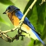 image of bird
