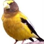 image of bird