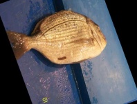 image of fish