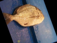 image of red_sea_bream #22