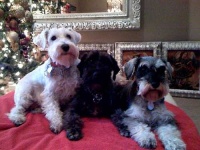 image of miniature_schnauzer