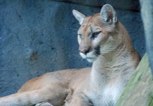 image of cougar