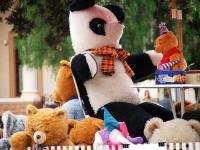 image of teddy