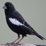 image of bird