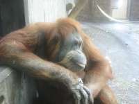 image of orangutan