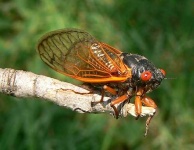 image of cicada