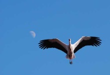 image of white_stork