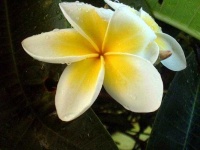 image of flower