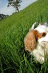 image of blenheim_spaniel