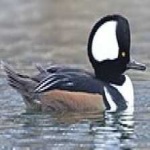 image of bird