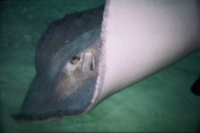 image of stingray