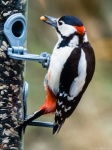 image of woodpecker #23