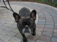 image of french_bulldog #5