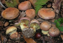 image of mushrooms