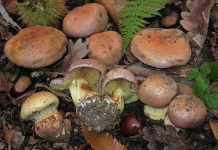 image of cortinarius #34