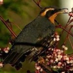image of bird