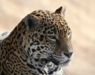 image of jaguar_car
