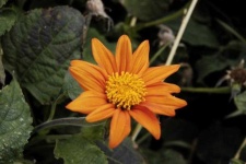 image of flower