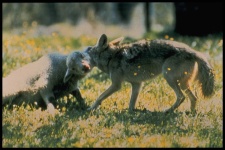 image of coyote