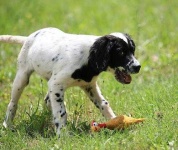 image of english_setter