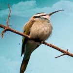 image of white_throated_bee_eater #12