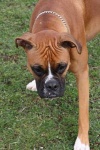 image of boxer