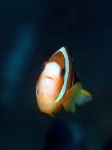 image of anemone_fish