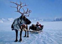 image of animal