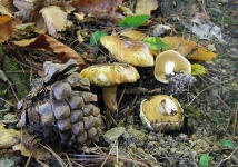 image of mushrooms