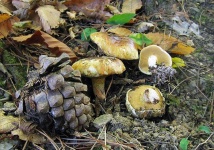 image of suillus #24