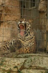 image of jaguar_car