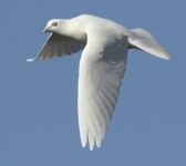 image of dove