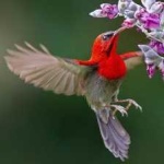 image of bird