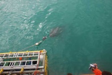 image of great_white_shark