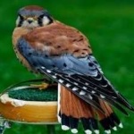 image of bird