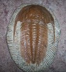 image of trilobite
