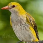 image of bird
