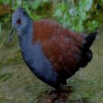image of bird