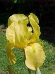 image of flower