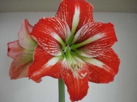 image of flower