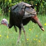 image of bird