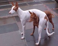 image of ibizan_hound