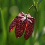image of flower