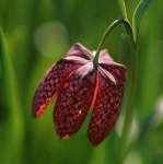 image of fritillary #6