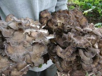 image of hen_of_the_woods