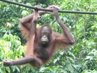 image of orangutan
