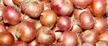 image of onion
